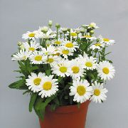 თეთრი Florists Mum, ბანკში Mum შიდა ყვავილები ფოტო