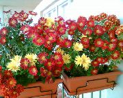 бордовий Хризантема Домашні квіти фото