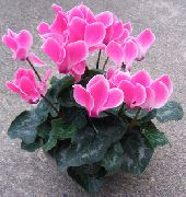 粉红色 波斯紫罗兰 盆花 照片