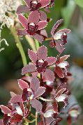 kuva punaviini Sisäilman kukkia Cymbidium