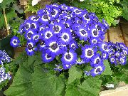 donkerblauw Cineraria Cruenta Pot Bloemen foto