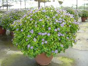 lichtblauw Perzisch Violet Pot Bloemen foto