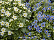 kuva valkoinen Sisäilman kukkia Persian Violetti