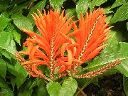 снимка оранжев Стайни цветя Зебра Растение, Оранжево Скариди Растителна