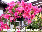 фото рожевий Домашні квіти Бугенвиллия (Арека)
