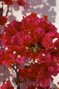 foto sarkans Iekštelpu ziedi Papīra Ziedu