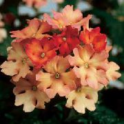 bilde orange Innendørs blomster Verbena