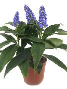 donkerblauw Blauwe Gember Pot Bloemen foto