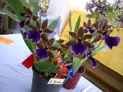 donkerblauw Zygopetalum Pot Bloemen foto
