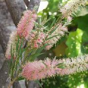 ვარდისფერი Bottlebrush შიდა ყვავილები ფოტო