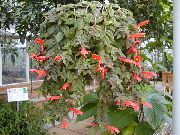 fotoğraf kırmızı Kapalı çiçek Columnea, Norse Yangın Bitki, Akvaryum Balığı Asma
