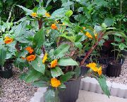 narančasta Vatrena Costus Sobne cvijeće foto