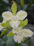 foto vit Inomhus blommor Lycaste
