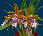 снимка оранжев Стайни цветя Тигър Орхидея, Момина Сълза Орхидея