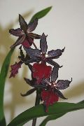 kuva punaviini Sisäilman kukkia Tiger Orkidea, Kielo Orkidea