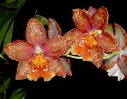 foto punane Sise lilled Tiiger Orchid, Maikelluke Orhidee