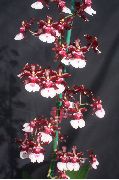 koyu kırmızı Dans Bayan Orkide, Cedros Arı, Leopar Orkide Kapalı çiçek fotoğraf