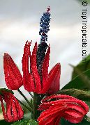 röd Pavonia Inomhus blommor foto