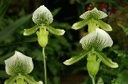 foto verde Flores internas Slipper Orchids