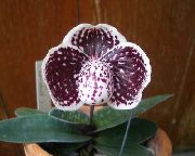 ბორდო Slipper Orchids შიდა ყვავილები ფოტო