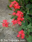 czerwony Plyumbago, Grafit Kryte kwiaty zdjęcie