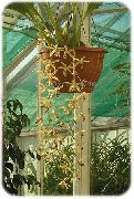 κίτρινος Coelogyne εσωτερική Λουλούδια φωτογραφία