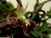 fotografie hnedý Izbové kvety Gombíkové Orchidea