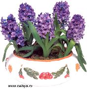 zdjęcie purpurowy Kryte kwiaty Hiacynt