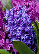 donkerblauw Hyacint Pot Bloemen foto