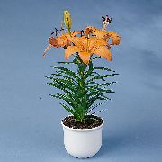 橙 百合 盆花 照片