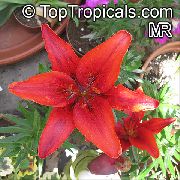 rood Lilium Pot Bloemen foto