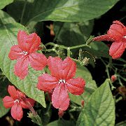 rot Monkey Pflanze, Rot Ruellia Pot Blumen foto