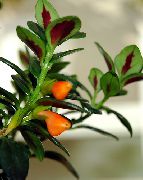 foto laranja Flores internas Hypocyrta, Goldfish Plant