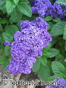 ფოტო მუქი ლურჯი შიდა ყვავილები ჯუჯა საზღვაო ალუბლის ტორტი
