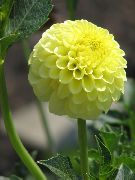sarı Dalya Kapalı çiçek fotoğraf