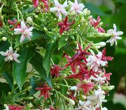 φωτογραφία λευκό εσωτερική Λουλούδια Ρανγκούν Αναρριχητικό Φυτό