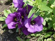 foto lilla Indendørs blomster Texas Bluebell, Lisianthus, Tulipan Ensian