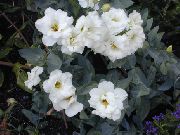 白 德州风信子，洋桔梗，郁金香龙胆 盆花 照片