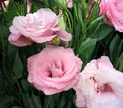 pink Texas Bluebell, Lisianthus, Tulipan Ensian Indendørs blomster foto