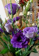 donkerblauw Texas Klokje, Lisianthus, Tulp Gentiaan Pot Bloemen foto