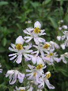 фото білий Домашні квіти Схизантус