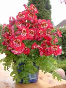 фото червоний Домашні квіти Схизантус