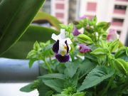фото Торения ампельные домашние комнатные цветы и растения