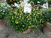 foto gelb  Querlenker Blume, Ladys Slipper, Blauen Flügel