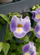 lilás Wishbone Flower, Ladys Slipper, Blue Wing Flores internas foto