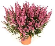 粉红色 埃里卡 盆花 照片
