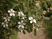 valkoinen Uusi-Seelanti Tea Tree Sisäilman kukkia kuva