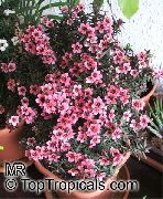 foto rosa Pot Blumen Neuseeland Teebaum