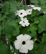 bílá Monokl Susan Pokojové květiny fotografie