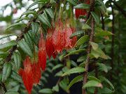 照片 Agapetes 盆花